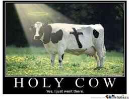 idiom cow